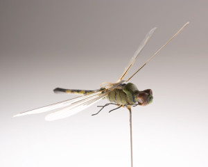 CIA museum_insectovothopter_dragonfly_operational_007