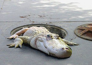 alligator and sewer