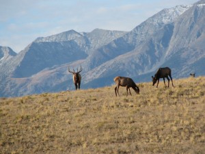 Colorado Elk