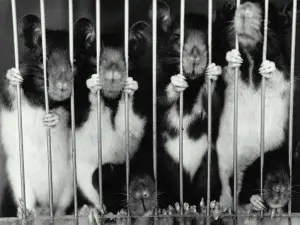 Rats-Behind-Bars