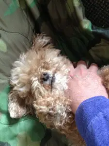 choking out a dog