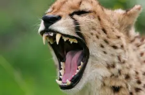 cheetah business end