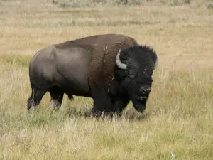 Mr Bison says, "It takes a special kind of stupid to crowd me, and then turn your back on me."