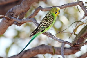 Budgerigar-male-strzelecki-qld