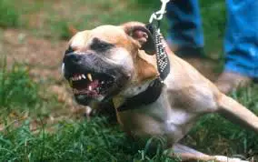 File photo of a Staffordshire Terrier in a territorial state of mind.