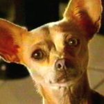 taco-bell-chihuahua