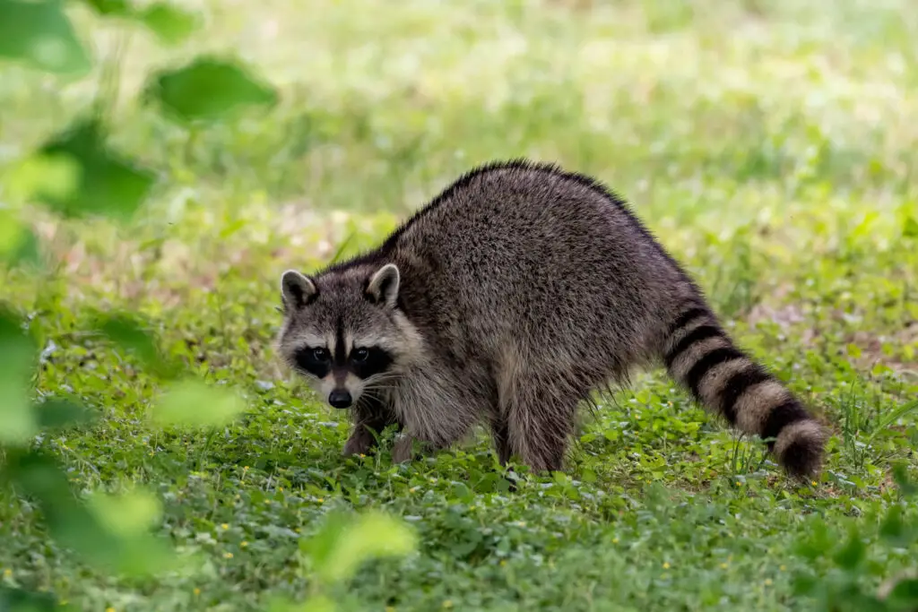 Raccoon on the grass in yard
