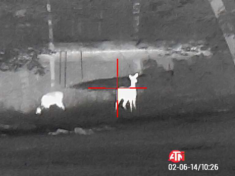 ATN Thor 4 Thermal Scope Deer in CrossHair